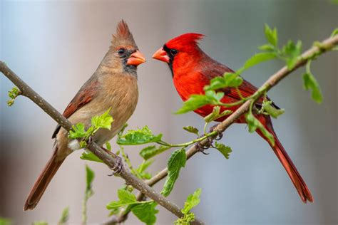 Cardinal Pair on a Tree