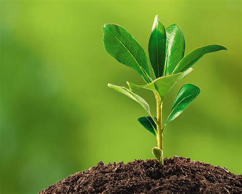 Person watering a small tree