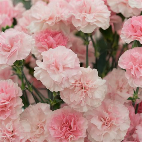 Carnation Birth Flower