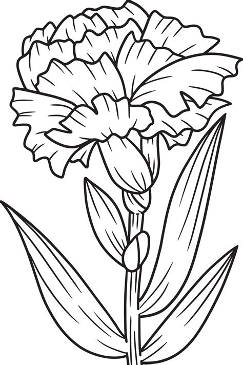 Carnation coloring page