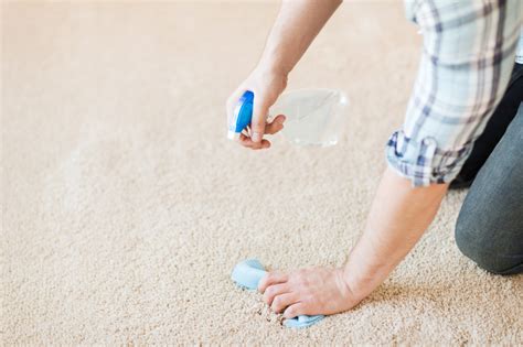 Regular Carpet Maintenance Services