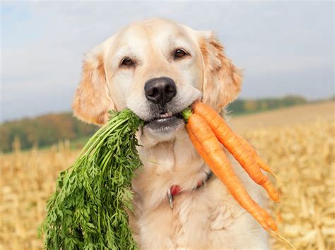 Carrots for dogs