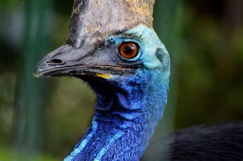 Cassowary running