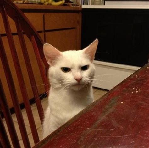 Cat at Dinner Table Meme Template 10