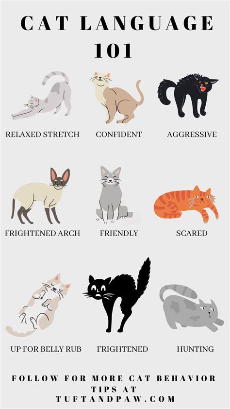 cat behavior and body language