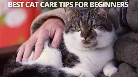 cat care tips for beginners