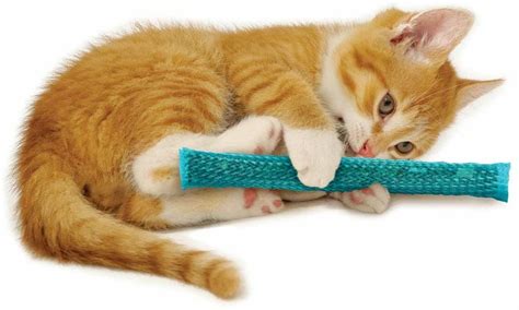 Cat chew toys