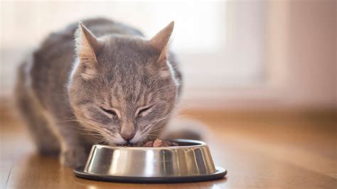 Cat eating from a bowl