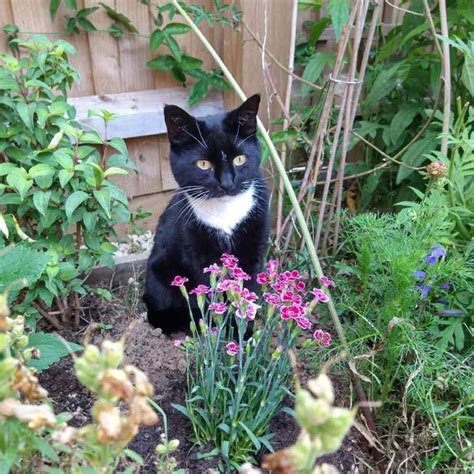 Cat gardening