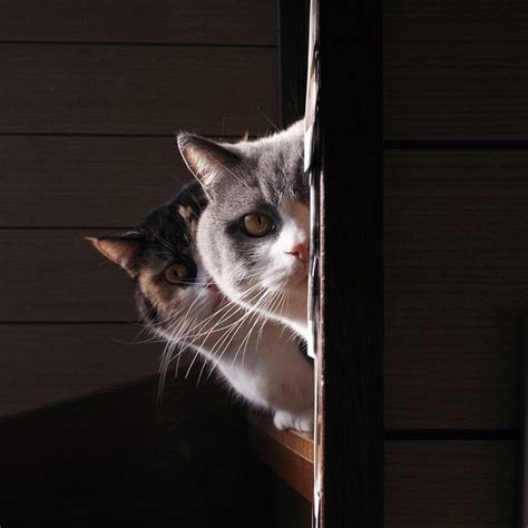 Cat Looking Around Corner Template 1