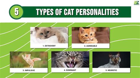 cat personality