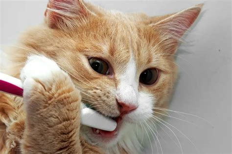 Cat teeth brushing