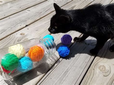 Cat Toy Designs