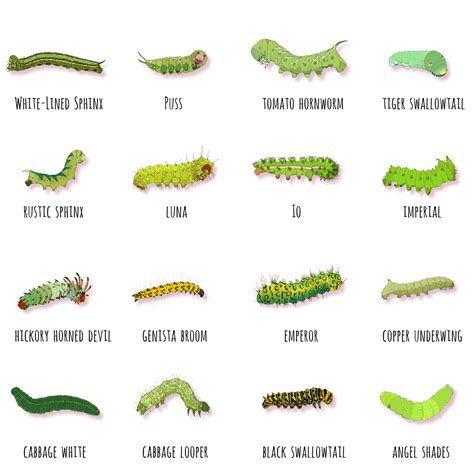 Caterpillar Food Groups Printable