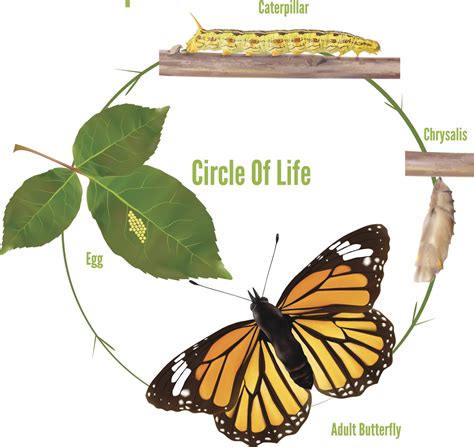 Caterpillar Life Cycle Printable