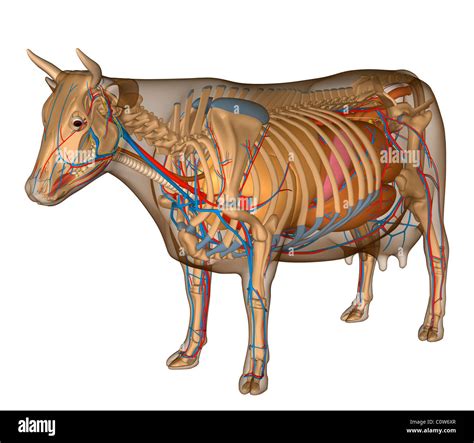 Cattle anatomy diagram