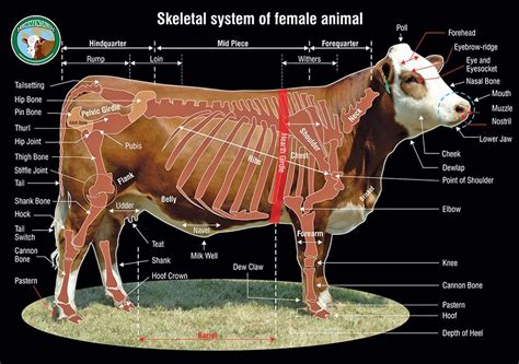 Cattle anatomy