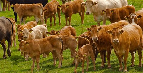 Cattle breeding