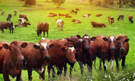 Cattle farming