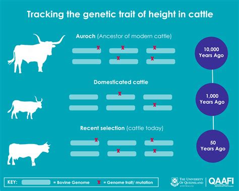 Cattle genetics