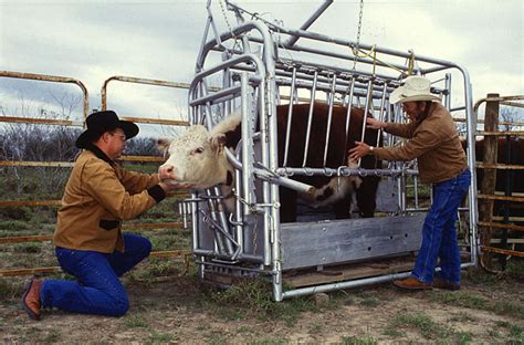 Cattle health