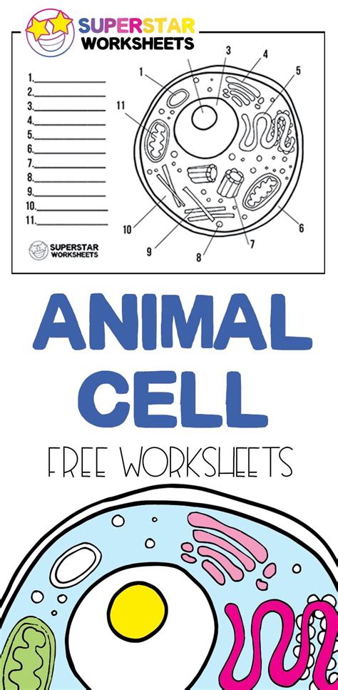 Cell A Activity Example