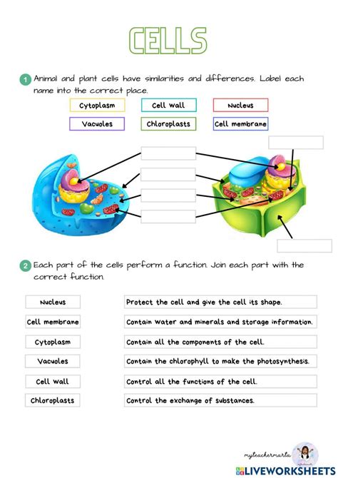 Cell A Exercise Example