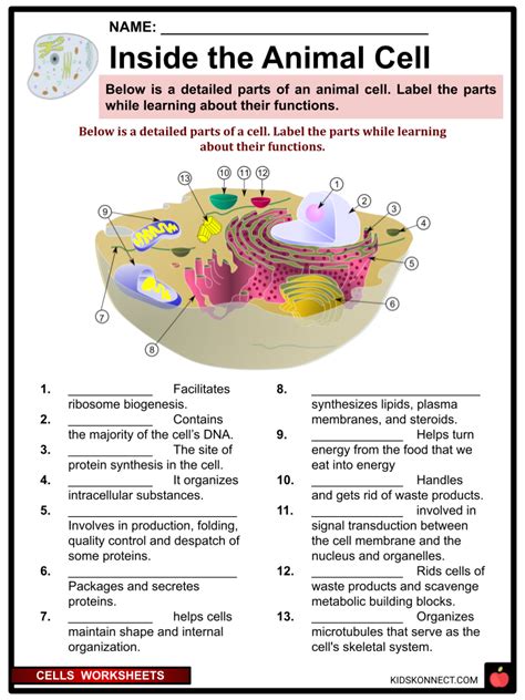 Cell A Worksheet Example