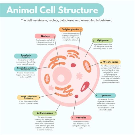 Cell Biology Template