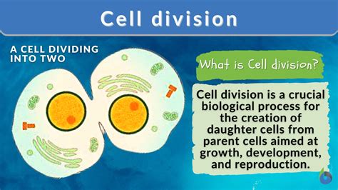 A diagram illustrating cell division