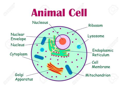 CELL Function Example