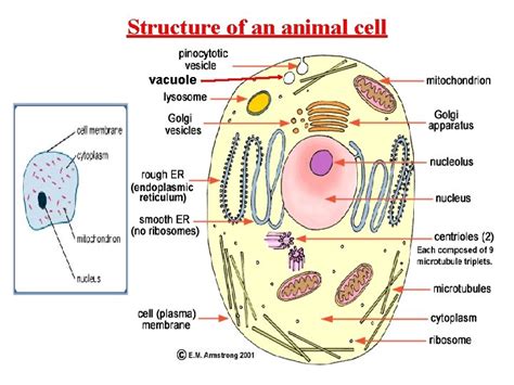 Using the CELL function to display the tab name