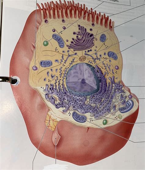 Cell Labeling Applications