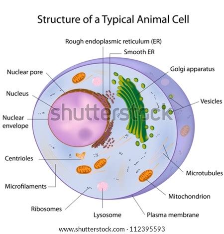 Biochemical Cell Labeling