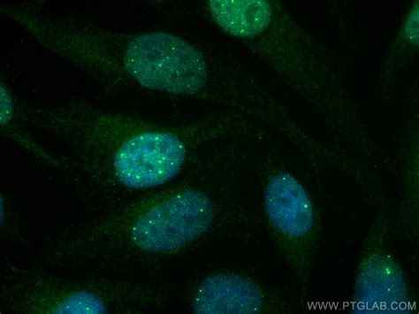 Cell Labeling Data Analysis