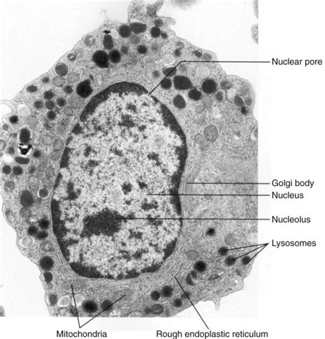 Electron Microscopy Cell Labeling