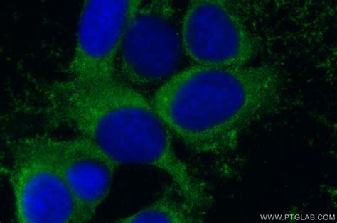 Fluorescence Cell Labeling