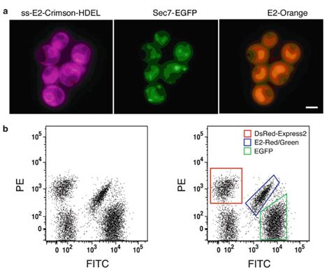 Cell Labeling Protocols