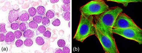 Cell Labeling Techniques