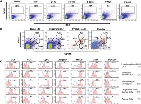 Cell Labeling Troubleshooting