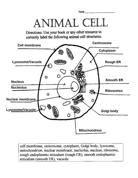 Cell Labeling Worksheet Template