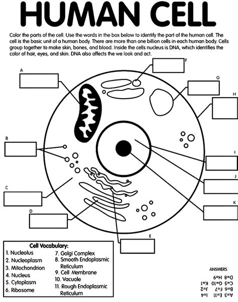 Cell Labeling Worksheet Template