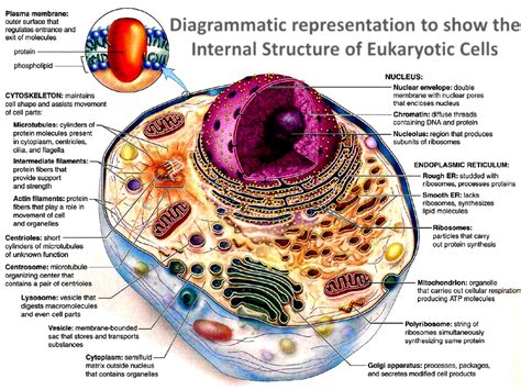 Cell structure and function diagram