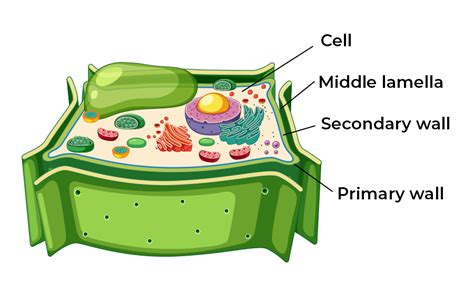 Cell wall