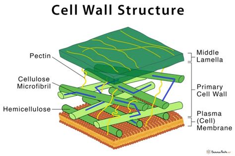 Cell wall components