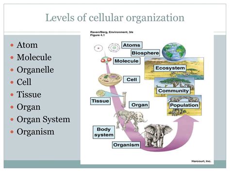 Cellular Level