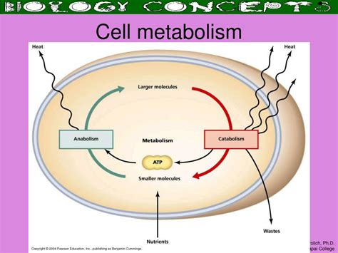 Cellular metabolism