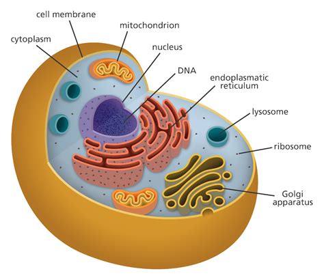 Cellular organelles