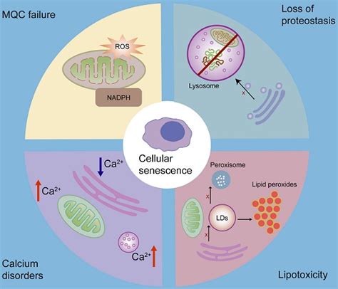 Cellular organelles interactions