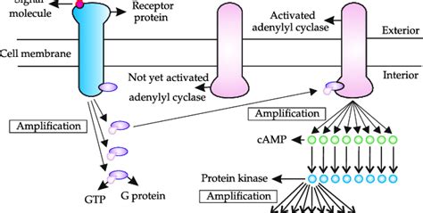 Cellular Signal Amplification